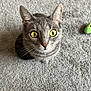animal, carpet, cat, close_up, curious, cute, domestic_cat, ears, feline, floor, gray_cat, indoor, looking_up, pet, sitting, tabby, texture, toy, whiskers, yellow_eyes