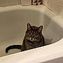 Tuna is registered to the contest to win money with this photo: cat, tabby, bathtub, bathroom, tiles, pet, indoor, animal, curious, feline, collar, tag, sitting, white, clean, container, domestic, looking, cute, still