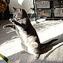 Tuna joined the competition — help win amazing prizes! cat, gray_cat, playful, indoor, carpet, furniture, toy, ribbon, sunlight, shadow, pets, animal, whiskers, ears, tail, curious, raised_paws, home, domestic_cat, feline