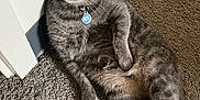 Tuna is registered to the contest to win money with this photo: cat, gray_tabby, pet, indoor, carpet, floor, wall, collar, tag, relaxed, feline, whiskers, ears, tail, paw, curious, wide_eyes, domestic_animal, cute, animal