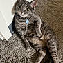 cat, gray_tabby, pet, indoor, carpet, floor, wall, collar, tag, relaxed, feline, whiskers, ears, tail, paw, curious, wide_eyes, domestic_animal, cute, animal