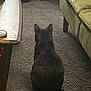 animal, back_view, blanket, carpet, cat, couch, cozy, domestic, ears, floor, fur, furniture, gray_cat, home, indoor, pet, quiet, relaxing, sitting, table