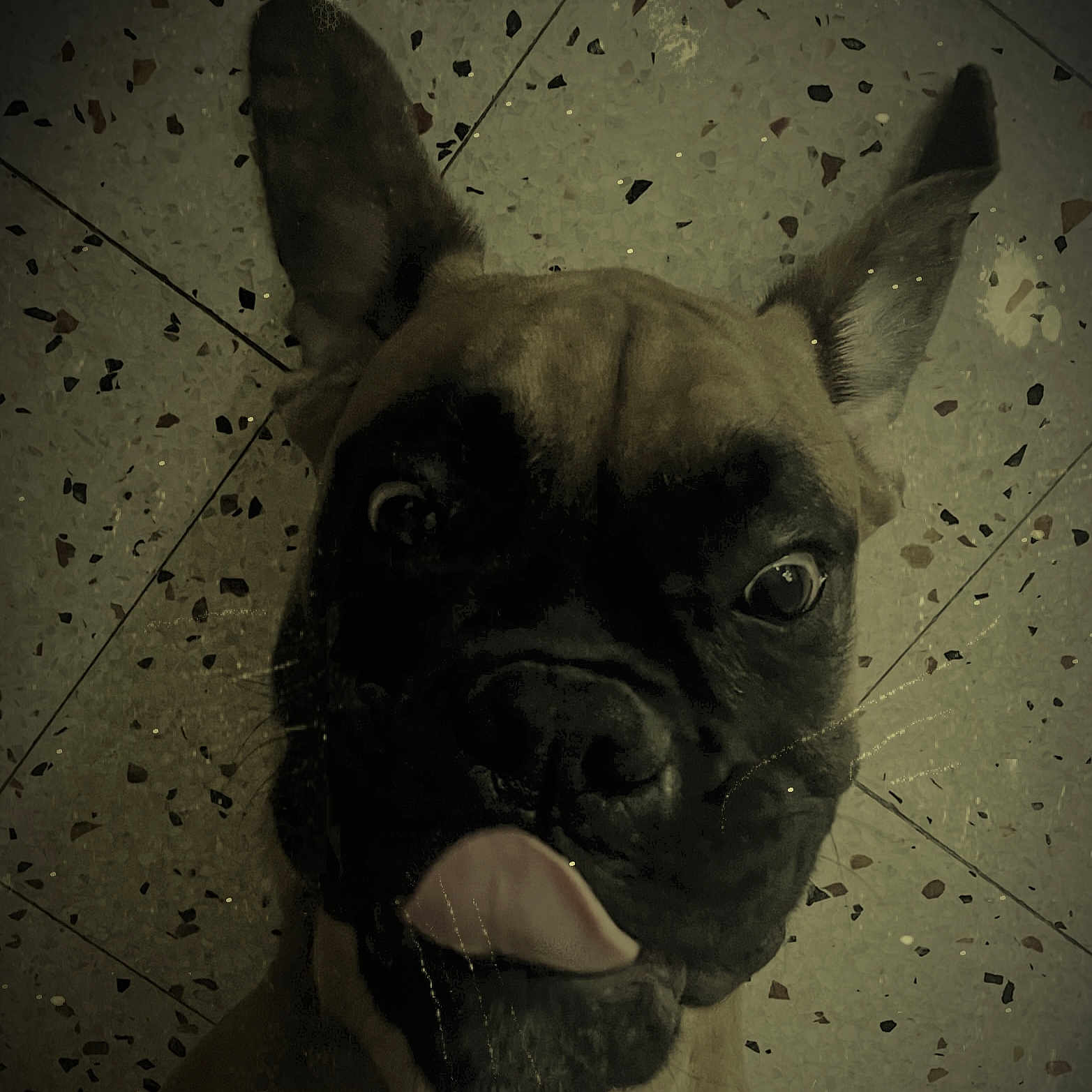 Ace participe au concours pour gagner de l'argent avec cette photo : animal, bodypart, boxer, bulldog, canine, dog, face, frenchbulldog, head, mouth, person, pet, pitbull, puppy, snout, tongue