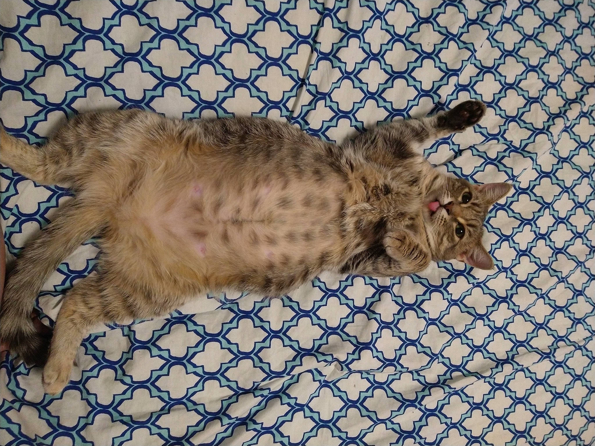 Shadow is registered to the contest to win money with this photo: carnivore, cat, claw, domestic_short_haired_cat, felidae, fur, pattern, paw, small_to_medium_sized_cats, tail, terrestrial_animal, whiskers