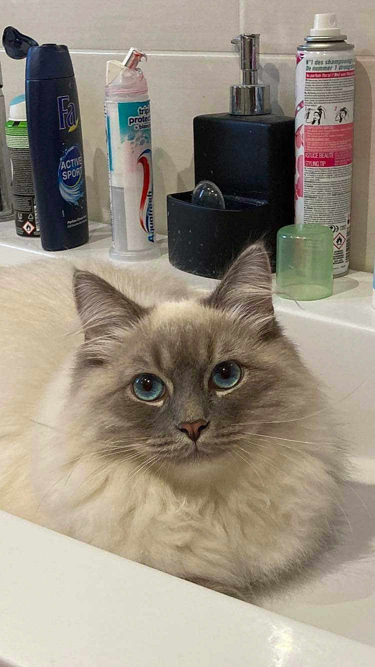 Rhio participe au concours pour gagner de l'argent avec cette photo : bottle, box, british_longhair, carnivore, cat, domestic_short_haired_cat, fawn, felidae, fur, iris, pet_supply, plastic_bottle, ragdoll, shelf, shelving, small_to_medium_sized_cats, snout, water_bottle, whiskers, window