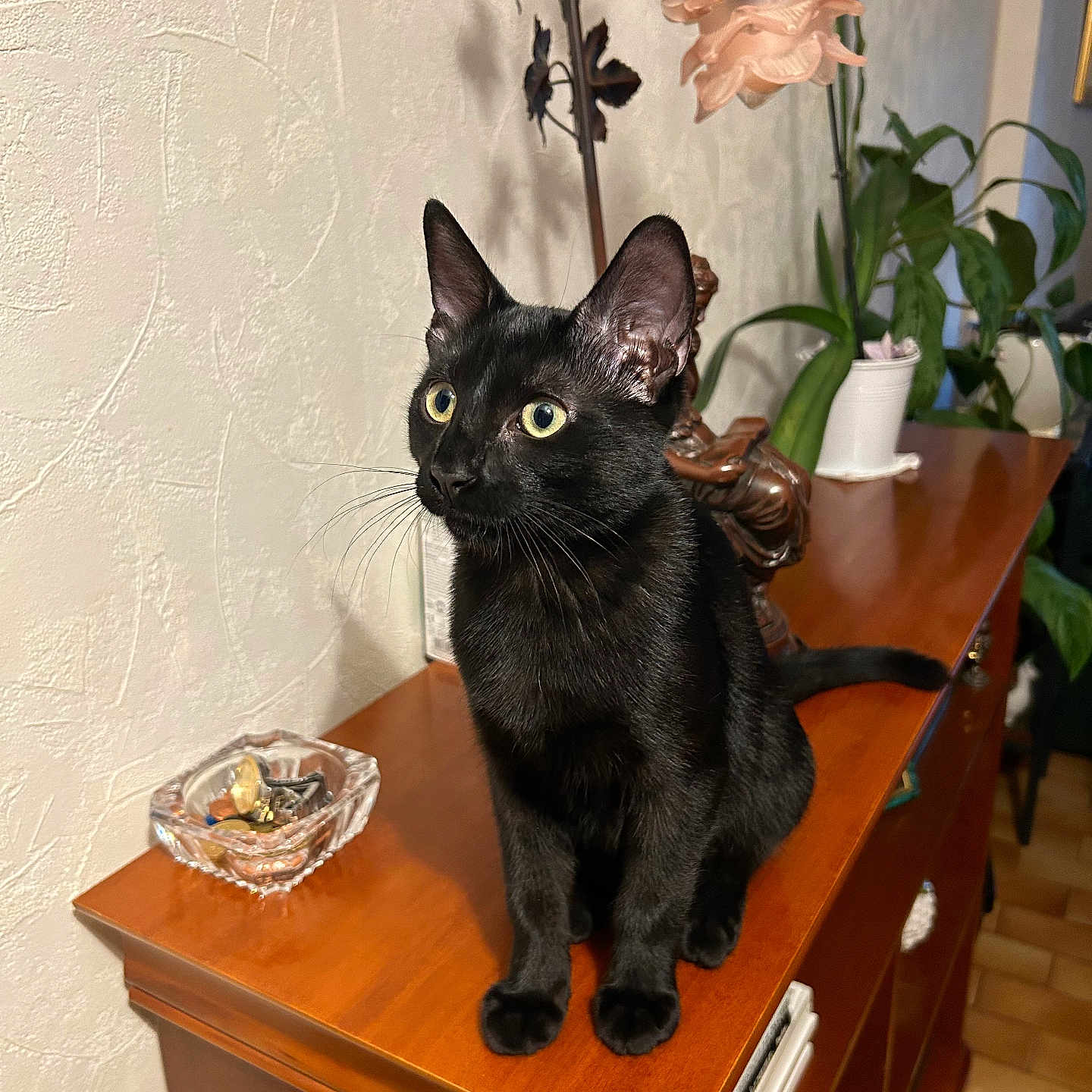 Krokmou a rejoint le concours — aidez-le/la à gagner de superbes lots ! black_cat, cat, indoor, wooden_cabinet, lamp, potted_plant, decor, yellow_eyes, curious, pet, feline, animal, home_interior, furniture, whiskers, sitting, portrait, domestic_cat, floor_tiles, ornament