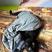 Krokmou a rejoint le concours — aidez-le/la à gagner de superbes lots ! cat, black_cat, shirt, fabric, bed, blanket, leopard_print, animal, pet, fur, whiskers, ears, eyes, curious, lying_down, cozy, indoor, resting, tail, texture