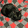 Krokmou a rejoint le concours — aidez-le/la à gagner de superbes lots ! black_cat, cat, pet, animal, feline, yellow_eyes, sitting, blanket, checkered_pattern, red, gray, black, indoor, cozy, fur, whiskers, ears, resting, cute, domestic_cat