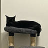 black_cat, cat, cat_tree, pet, animal, indoor, feline, resting, sleeping, fur, whiskers, ears, platform, scratching_post, home, quiet, calm, domestic_animal, pet_furniture, relaxation