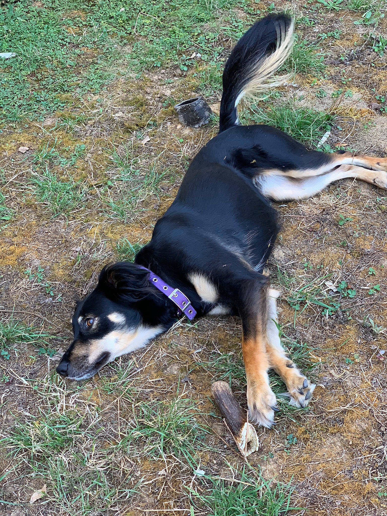 Lyna participe au concours pour gagner de l'argent avec cette photo : canidae, carnivore, dog, dog_breed, entlebucher_mountain_dog, huntaway, hunting_dog, mammal, snout, tail, vertebrate