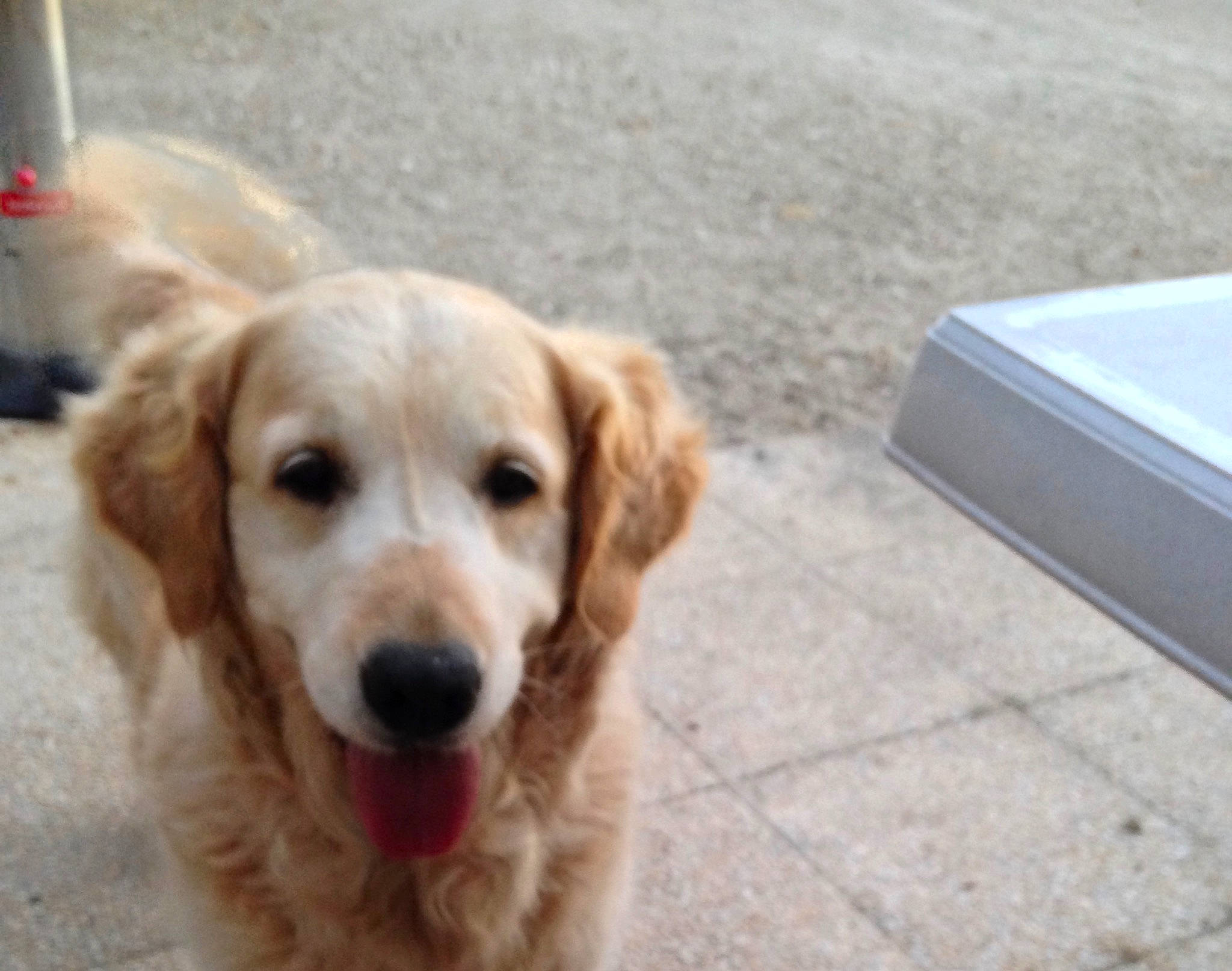 Bonnie a rejoint le concours — aidez-le/la à gagner de superbes lots ! canidae, carnivore, companion_dog, dog, dog_breed, fawn, golden_retriever, labrador_retriever, mammal, nose, puppy, retriever, small_greek_domestic_dog, snout, sporting_group, street_dog, vertebrate