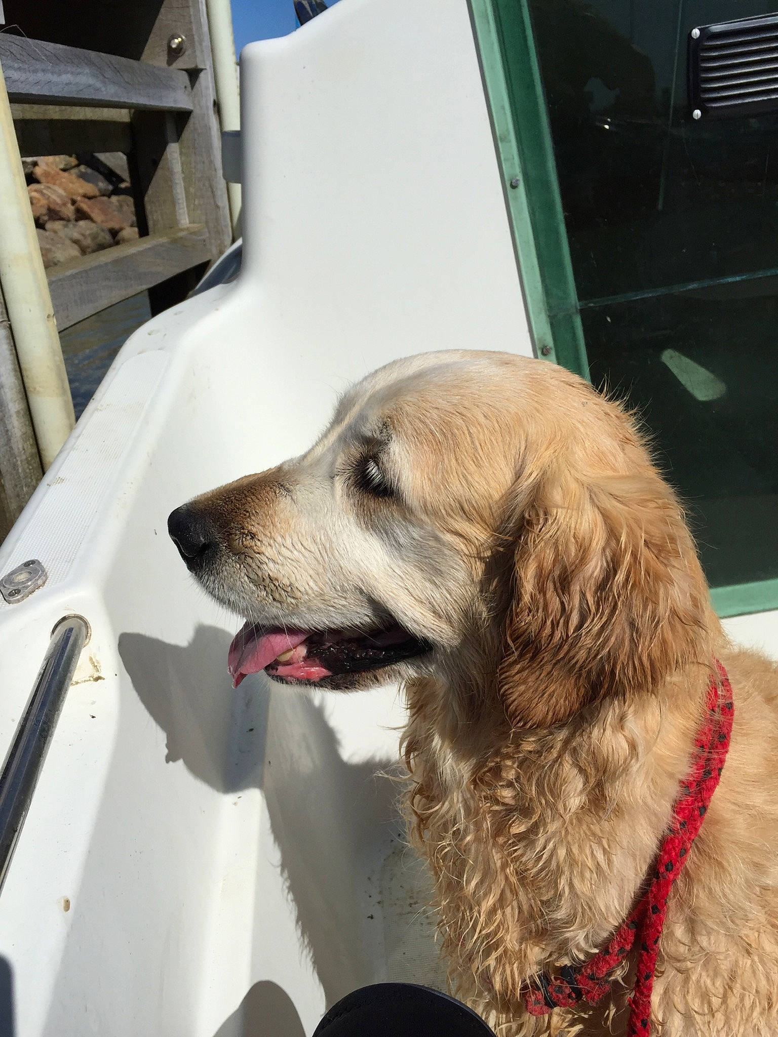 Bonnie participe au concours pour gagner de l'argent avec cette photo : canidae, carnivore, dog, dog_breed, golden_retriever, mammal, retriever, snout, sporting_group, vertebrate