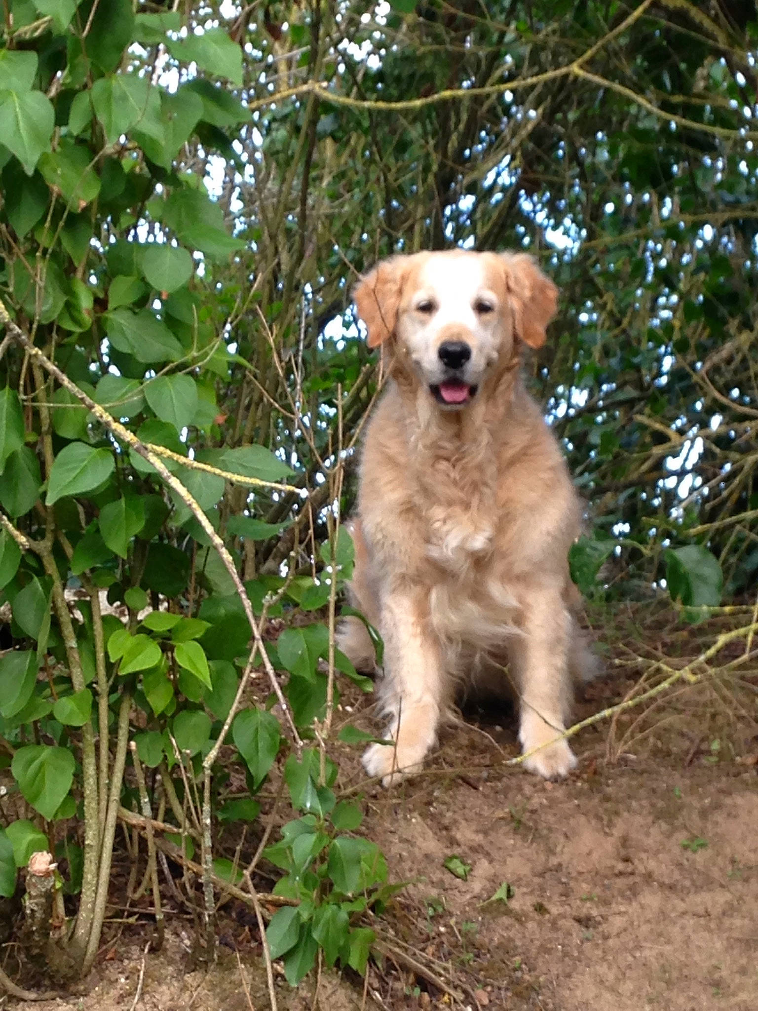 Bonnie a rejoint le concours — aidez-le/la à gagner de superbes lots ! canidae, carnivore, companion_dog, dog, dog_breed, fawn, golden_retriever, labrador_retriever, mammal, retriever, sporting_group, vertebrate