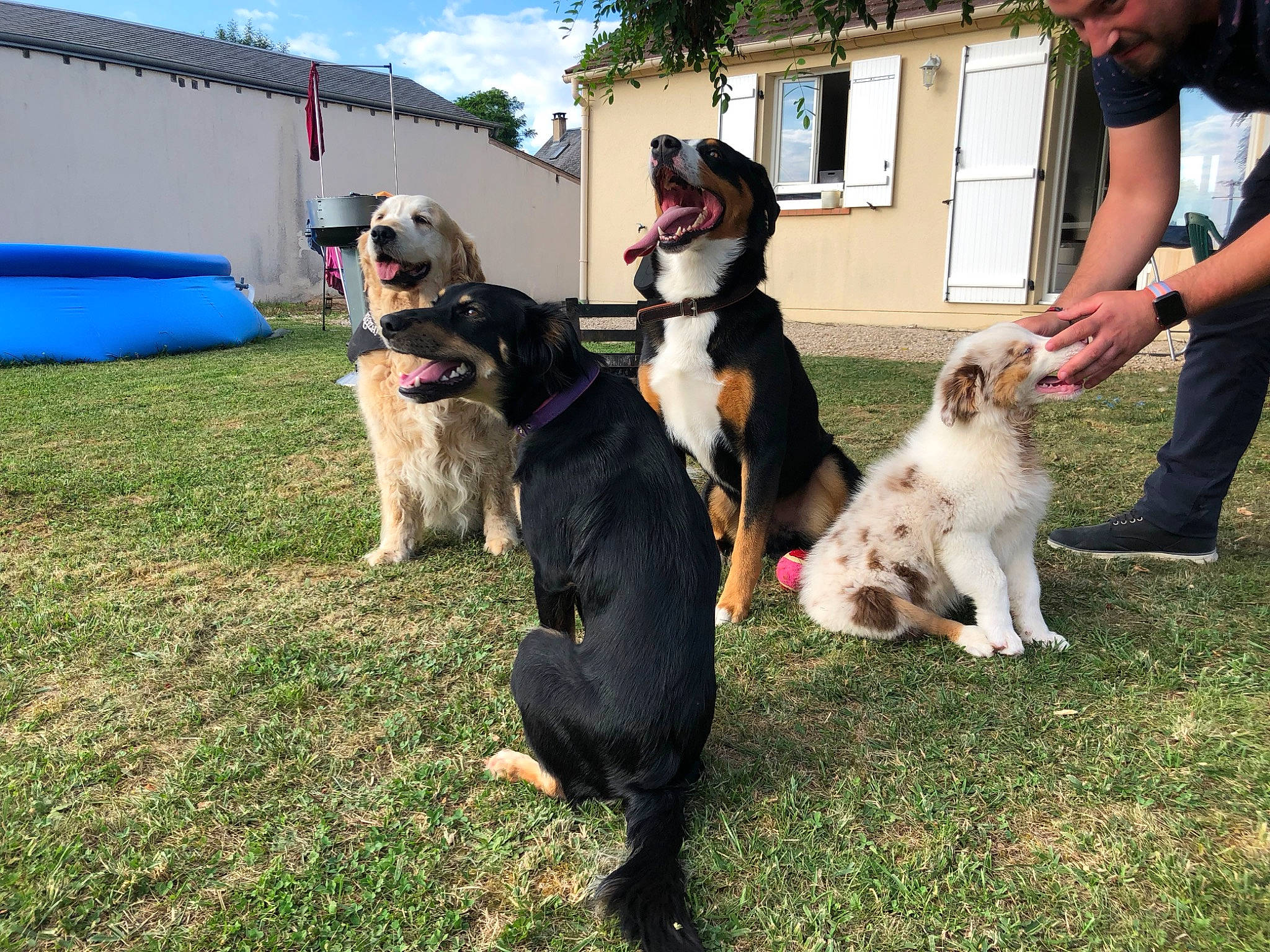 Bonnie participe au concours pour gagner de l'argent avec cette photo : australian_shepherd, bucovina_shepherd_dog, canidae, carnivore, companion_dog, dog, dog_breed, grass, karakachan_dog, kennel_club, landseer, livestock_guardian_dog, mammal, miniature_australian_shepherd, obedience_training, pyrenean_mastiff, sporting_group, tornjak, vertebrate, working_dog
