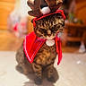 cat, tabby, reindeer_costume, red_cape, antlers, pet, indoor, floor, animal, cute, holiday, christmas, costume, feline, whiskers, fur, mammal, sitting, expression, blurred_background