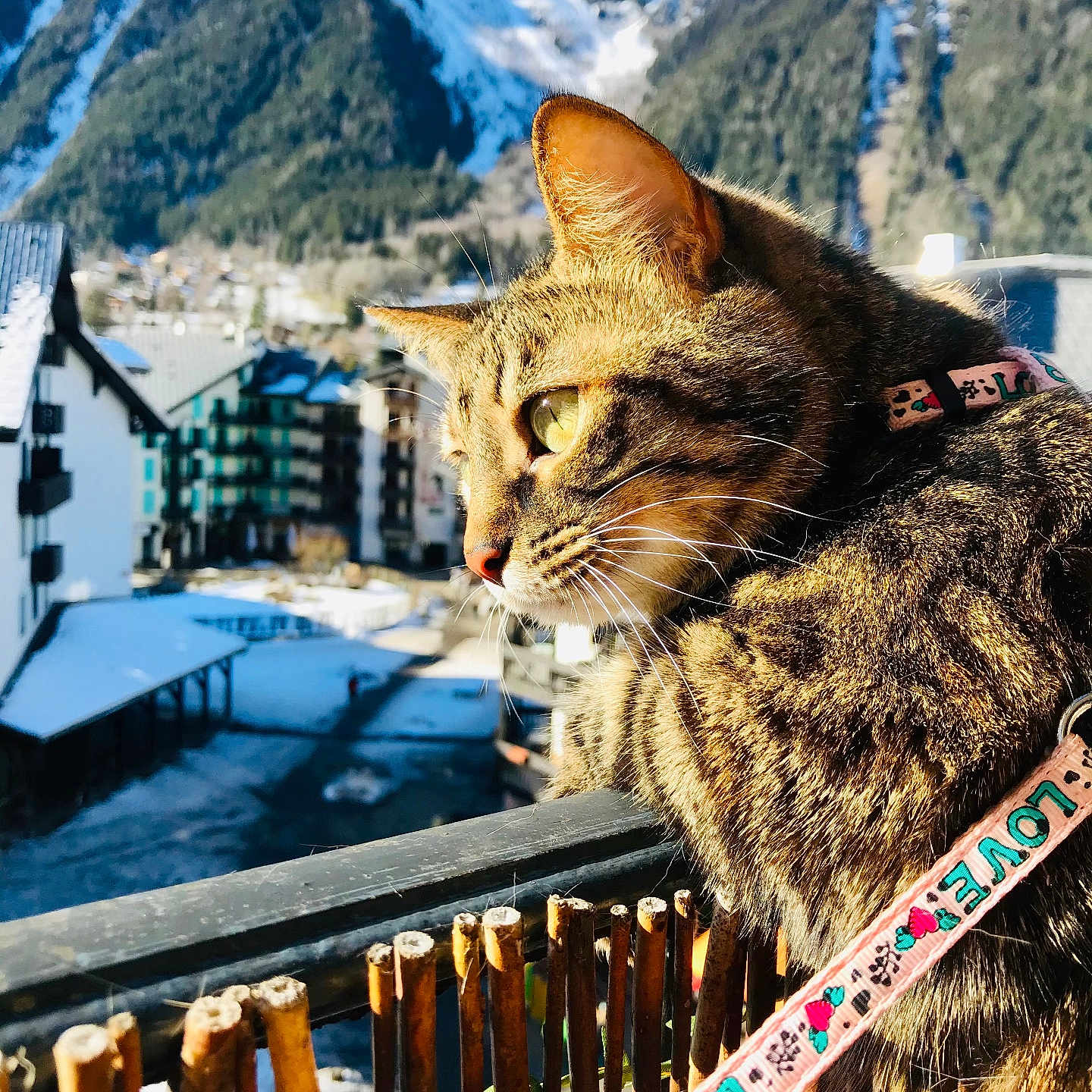 Mimou participe au concours pour gagner de l'argent avec cette photo : cat, tabby, collar, balcony, mountain, snow, village, daylight, outdoor, animal, pet, fur, nature, scenery, winter, sunlight, green_eyes, wooden_fence, leash, profile