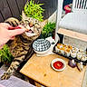 Mimou a rejoint le concours — aidez-le/la à gagner de superbes lots ! cat, tabby_cat, sushi, hand, table, outdoor, plant, white_chair, food, soy_sauce, condiment, paw, tongue, wooden_table, napkin, container, greenery, pet, playful, eating