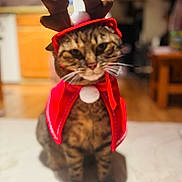 Mimou participe au concours pour gagner de l'argent avec cette photo : cat, tabby_cat, animal, pet, indoor, holiday_costume, reindeer_antlers, red_cape, cute, feline, costume, christmas, festive, whiskers, sitting, blurred_background, domestic_animal, fur, mammal, eyes