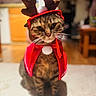 cat, tabby_cat, animal, pet, indoor, holiday_costume, reindeer_antlers, red_cape, cute, feline, costume, christmas, festive, whiskers, sitting, blurred_background, domestic_animal, fur, mammal, eyes
