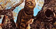 Mimou a rejoint le concours — aidez-le/la à gagner de superbes lots ! cat, tabby_cat, tree, branch, moss, flowers, spring, outdoor, nature, sky, blue_sky, sunlight, grass, garden, animal, pet, feline, closeup, daytime, wildlife