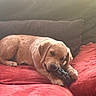dog, puppy, golden_retriever, chewing, toy, couch, red_couch, indoor, pet, canine, relaxed, cozy, furniture, home, domestic_animal, playful, resting, fur, cute, animal
