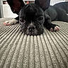 Raider joined the competition — help win amazing prizes! dog, black_dog, large_ears, pet, lying_down, close_up, indoor, carpet, texture, living_room, television, furniture, relaxed, looking_at_camera, paw, animal, cute, domestic_animal, household, resting