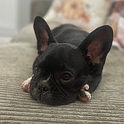 Raider is registered to the contest to win money with this photo: dog, french_bulldog, puppy, pet, animal, ears, face, nose, paws, couch, indoor, home, cozy, resting, closeup, cute, black_dog, texture, blurred_background, laying_down