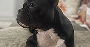 Raider is registered to the contest to win money with this photo: dog, black_and_white, boston_terrier, french_bulldog, pet, indoor, couch, furniture, relaxed, portrait, animal, paw, snout, ears, laying_down, home, blurred_background, fur, looking_away, cute