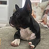 dog, black_and_white, boston_terrier, french_bulldog, pet, indoor, couch, furniture, relaxed, portrait, animal, paw, snout, ears, laying_down, home, blurred_background, fur, looking_away, cute