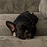 Raider is registered to the contest to win money with this photo: dog, french_bulldog, black_dog, sleeping, couch, furniture, pet, indoor, cozy, resting, animal, canine, ears, snout, nose, fur, relaxed, home, striped, living_room