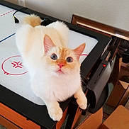 Moon is registered to the contest to win money with this photo: cat, fluffy, blue_eyes, air_hockey_table, indoor, furniture, table, pet, curious, playing, orange_markings, whiskers, paws, carpet, box, cord, wall, electrical_outlet, close_up, animal