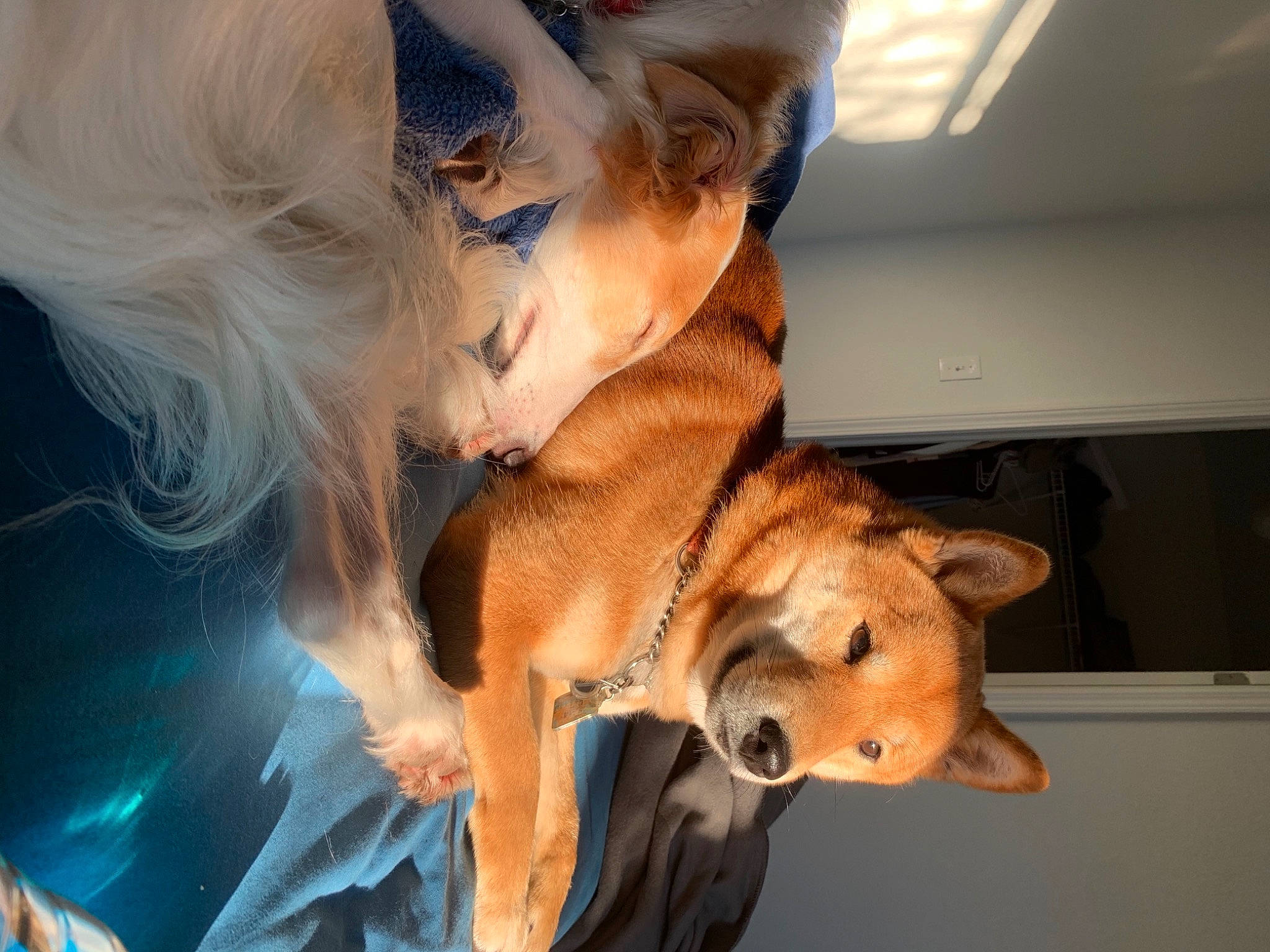 Luka joined the competition — help win amazing prizes! canidae, carnivore, companion_dog, dog, dog_breed, dog_clothes, ear, eyewear, fashion_accessory, fawn, fun, fur, hair_coloring, mammal, pomeranian, spitz, sporting_group, sunglasses, toy_dog, whiskers