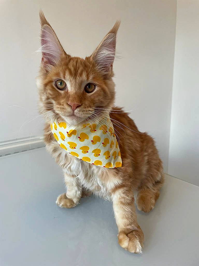 Mufasa is registered to the contest to win money with this photo: animal_figure, art, carnivore, cat, claw, collar, domestic_short_haired_cat, fawn, felidae, foot, fur, paw, sitting, small_to_medium_sized_cats, snout, tail, terrestrial_animal, toy, whiskers, wildlife