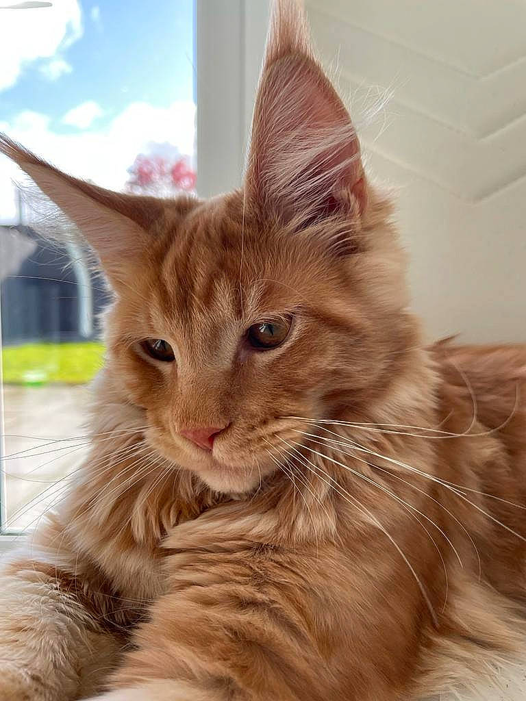 Mufasa is registered to the contest to win money with this photo: carnivore, cat, claw, cloud, comfort, domestic_short_haired_cat, fawn, felidae, fur, paw, sky, small_to_medium_sized_cats, snout, tail, terrestrial_animal, whiskers, wildlife, window