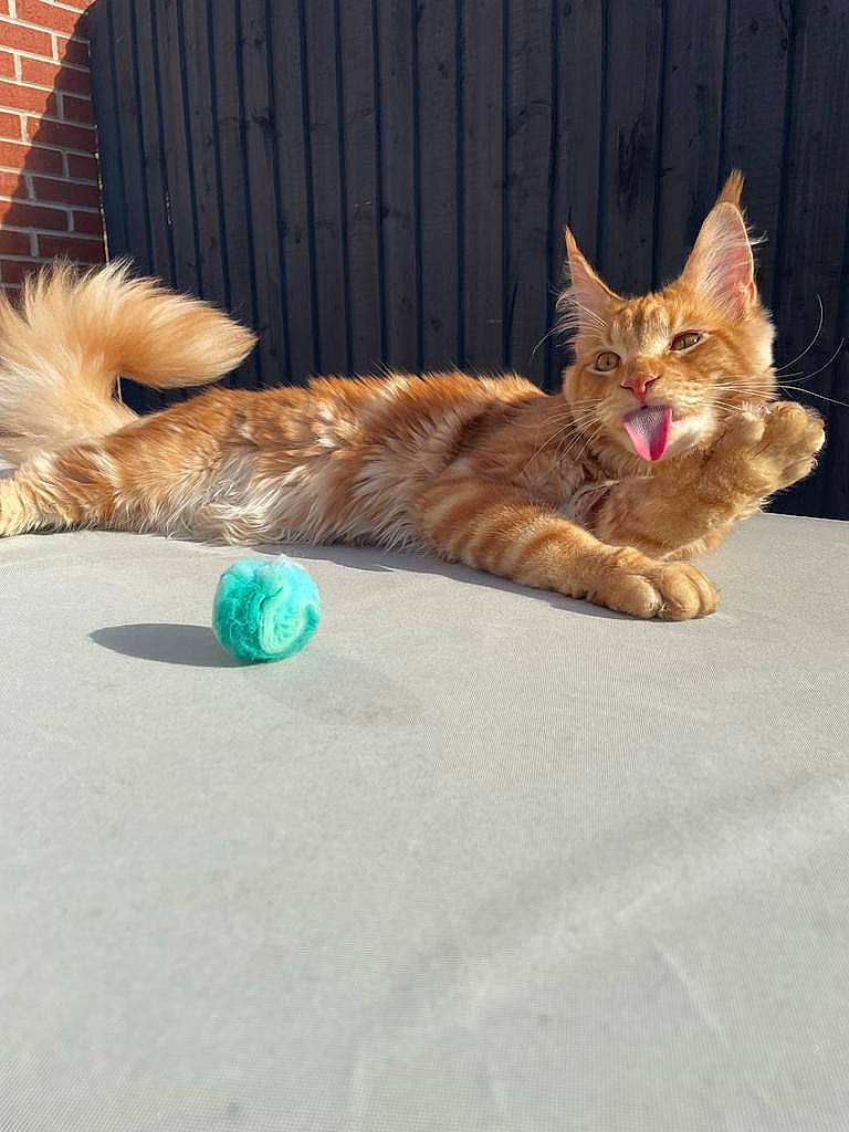 Mufasa is registered to the contest to win money with this photo: canidae, carnivore, cat, claw, domestic_short_haired_cat, fawn, felidae, foot, fur, human_leg, paw, road_surface, sitting, small_to_medium_sized_cats, snout, tail, tree, whiskers, window, wood