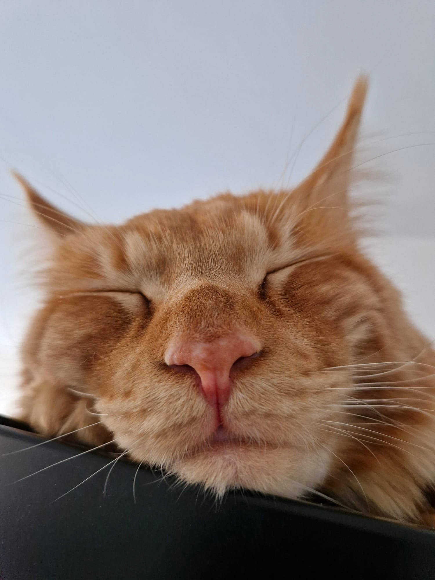 Mufasa is registered to the contest to win money with this photo: carnivore, cat, comfort, domestic_short_haired_cat, ear, fawn, felidae, fur, paw, small_to_medium_sized_cats, snout, whiskers