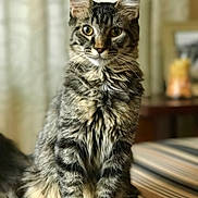 Zombie is registered to the contest to win money with this photo: animal, background_blur, cat, closeup, cute, domestic_cat, ears, eyes, feline, fur, indoor, long_hair, pet, portrait, sitting, soft_light, striped, striped_surface, tabby, whiskers