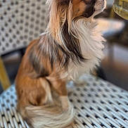 Willow participe au concours pour gagner de l'argent avec cette photo : dog, small_dog, long_hair, fluffy, pet, indoor, chair, woven_chair, brown_fur, white_fur, sitting, side_view, looking_up, cute, domestic_animal, animal, companion, fur_texture, close_up, name_overlay