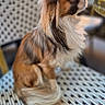 dog, small_dog, long_hair, fluffy, pet, indoor, chair, woven_chair, brown_fur, white_fur, sitting, side_view, looking_up, cute, domestic_animal, animal, companion, fur_texture, close_up, name_overlay