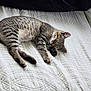 Ange a rejoint le concours — aidez-le/la à gagner de superbes lots ! cat, kitten, sleeping, tabby, bed, quilt, white_bedspread, indoor, cozy, resting, feline, pet, animal, peaceful, soft_light, blanket, fur, whiskers, paw, cute