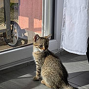 Ange participe au concours pour gagner de l'argent avec cette photo : cat, kitten, tabby, sitting, sunlight, shadow, floor, tile, glass_door, curtain, indoor, pet, animal, young_cat, window, reflection, feline, home, daylight, cute