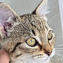 Ange a rejoint le concours — aidez-le/la à gagner de superbes lots ! cat, kitten, close_up, tabby, whiskers, fur, eyes, pet, animal, cute, domestic, face, portrait, feline, young, indoor, hand, curious, soft, adorable