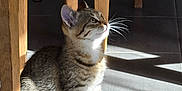 Ange a rejoint le concours — aidez-le/la à gagner de superbes lots ! kitten, cat, tabby, striped, whiskers, wooden_chair, floor, tiled_floor, sunlight, shadow, indoor, pet, animal, curious, small, cute, feline, sitting, looking_up, young