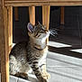 kitten, cat, tabby, striped, whiskers, wooden_chair, floor, tiled_floor, sunlight, shadow, indoor, pet, animal, curious, small, cute, feline, sitting, looking_up, young