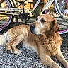 Coco participe au concours pour gagner de l'argent avec cette photo : canidae, carnivore, companion_dog, dog, dog_breed, fawn, golden_retriever, mammal, rare_breed_dog, sporting_group, vertebrate