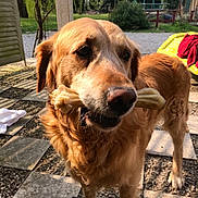 Coco a rejoint le concours — aidez-le/la à gagner de superbes lots ! canidae, carnivore, companion_dog, dog, dog_breed, fawn, golden_retriever, mammal, retriever, snout, sporting_group, vertebrate