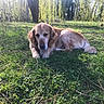 Coco a rejoint le concours — aidez-le/la à gagner de superbes lots ! canidae, carnivore, dog, dog_breed, grass, mammal, sporting_group, vertebrate
