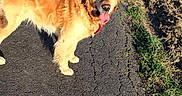 Coco a rejoint le concours — aidez-le/la à gagner de superbes lots ! canidae, carnivore, cavachon, companion_dog, dog, dog_breed, fawn, golden_retriever, mammal, retriever, soil, sporting_group, vertebrate