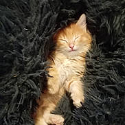 Tigrou a rejoint le concours — aidez-le/la à gagner de superbes lots ! kitten, cat, sleeping, orange_cat, fluffy, blanket, cozy, pet, animal, fur, cute, resting, indoor, closeup, soft, adorable, young, mammal, whiskers, paws