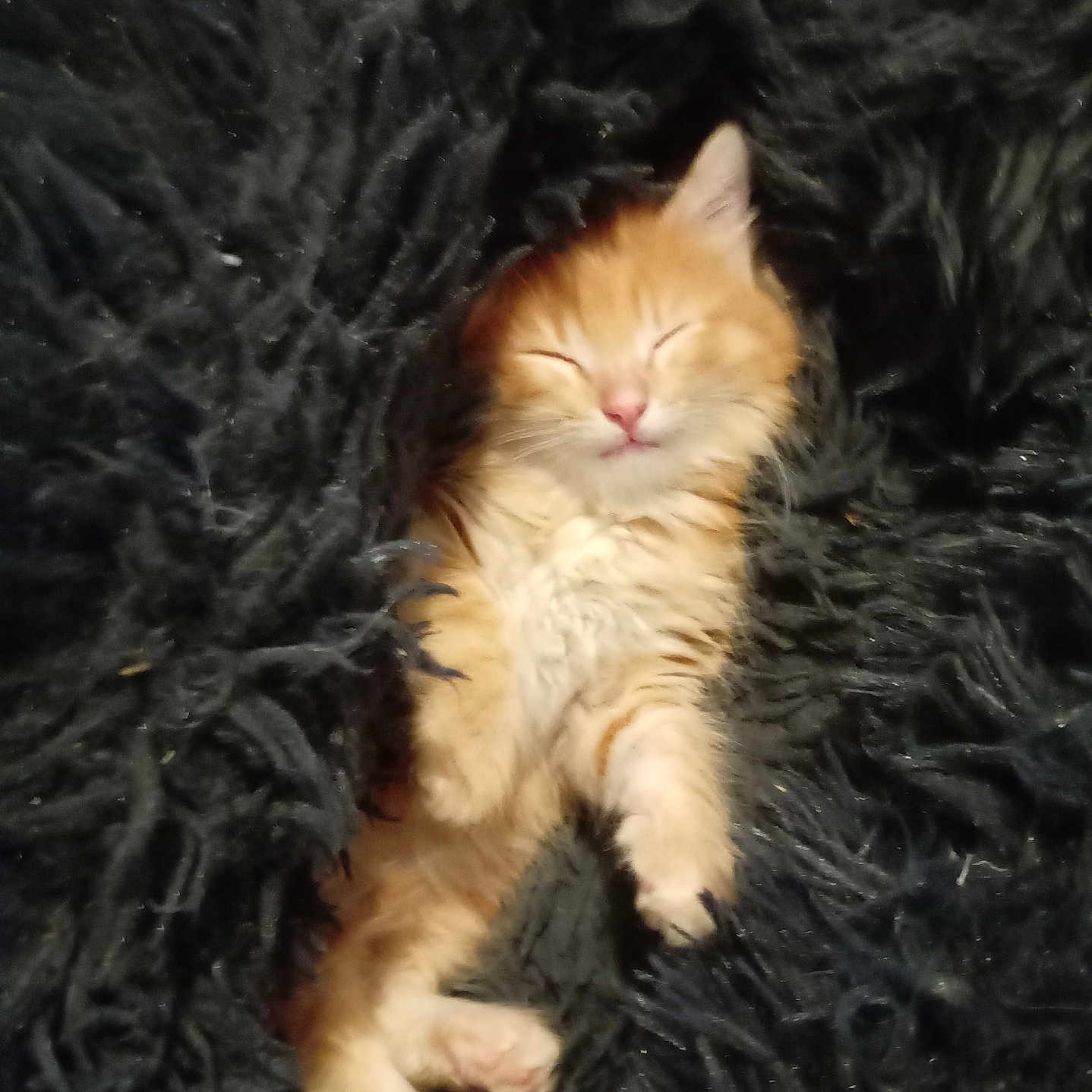 Tigrou a rejoint le concours — aidez-le/la à gagner de superbes lots ! adorable, animal, blanket, cat, closeup, cozy, cute, fluffy, fur, indoor, kitten, mammal, orange_cat, paws, pet, resting, sleeping, soft, whiskers, young